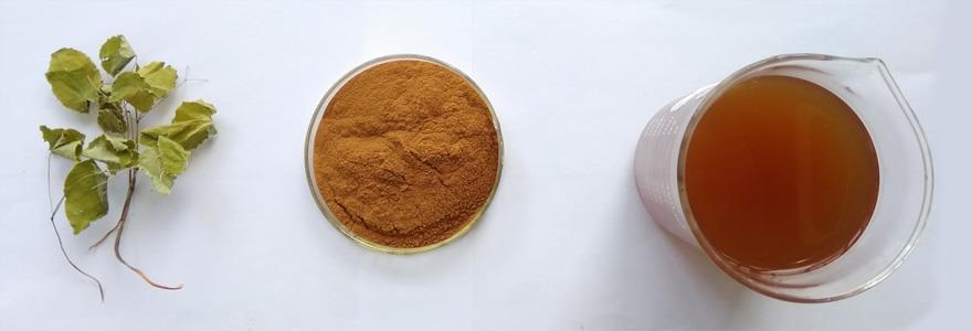 এপিমিডিয়াম এক্সট্র্যাক্ট ইকারিন Epimedium Extract Icariin